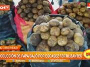 La Libertad: producción de papa bajó por escasez de fertilizantes