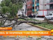 Trujillo: árbol se desprende y cae sobre pavimento