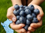 Arándanos impulsan crecimiento del sector agropecuario en La Libertad