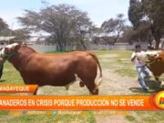 Lambayeque: ganadores en crisis porque producción no se vende