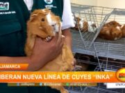 Cajamarca: liberan nueva línea de cuyes “Inka”