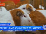 Cajamarca: generan linaje de cuy propio de la región