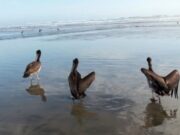 Gripe Aviar: confirman tres pelícanos muertos en playa Huanchaquito