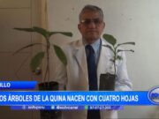 Trujillo: dos árboles de la quina nacen con cuatro hojas