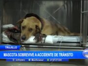 Trujillo: mascota sobrevive a accidente de tránsito