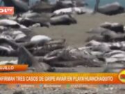 Trujillo: confirman tres casos de gripe aviar en playa Huanchaquito