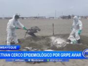 Lambayeque: activan cerco epidemiológico en distrito de San José por gripe aviar
