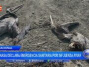 Perú: Senasa declara emergencia sanitaria por influenza aviar