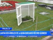 Trujillo: plantan dos árboles de la quina buscando récord Guinness