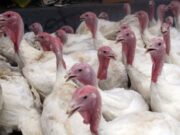 La Libertad: el 80 % del consumo anual de pavos se registra en fiestas navideñas