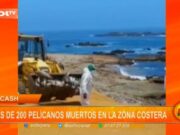Áncash: más de 200 pelícanos muertos en la zona costera