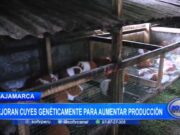 Cajamarca: mejoran cuyes genéticamente para aumentar producción
