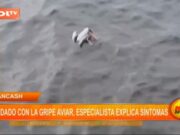 Áncash: cuidado con la gripe aviar, especialista explica síntomas