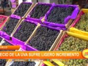 Trujillo: precio de la uva sufre ligero incremento
