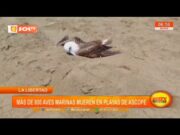 La Libertad: más de 800 aves marinas mueren en playas de Ascope