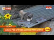 Trujillo: anciana pide apoyo de albergue para gatitos