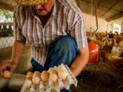 Producción de pollo y huevos se ve afectado por protestas en el sur
