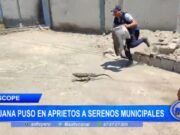 La Libertad: iguana puso en aprietos a serenos municipales