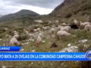 Huaraz: rayo mata a 29 ovejas en la comunidad campesina Cahuide