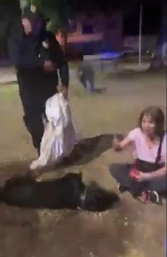 perrito-asesinado-trujillo