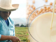 Perú: importación de más de 2.000 toneladas de soya mitigará crisis de ganaderos