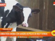 Trujillo: combatirán anemia con sangre en polvo de res y ovinos