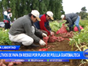 La Libertad: cultivos de papa en riesgo por plagas de polilla guatemalteca