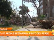 Trujillo: 30% de árboles estarían a punto de caerse