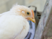 Gripe aviar: Precio del pollo alcanza su nivel más alto en cinco años