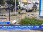 Trujillo: perros mueren electrocutados tras caída de cables