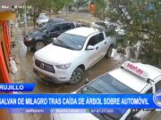 Trujillo: se salvan de milagro tras caída de árbol sobre automóvil