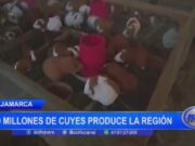 Cajamarca: 20 millones de cuyes produce la región
