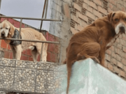 México: multan con 6 mil pesos por dejar al perro en la azotea ¿Qué opinas?