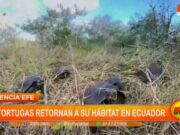 Agencia efe: 86 tortugas retornan a su hábitat en ecuador