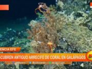 Agencia EFE: descubren antiguo arrecife de coral en galápagos