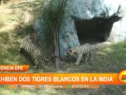 Internacional: exhiben dos tigres blancos en la India