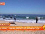 Agencia EFE: lobos marinos y pingüinos mueren por influenza aviar en Chile