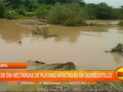 Piura: más de 200 hectáreas de plátano afectadas en Querecotillo