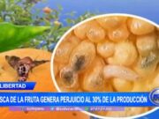 La Libertad: mosca de la fruta genera perjuicio al 30% de la producción