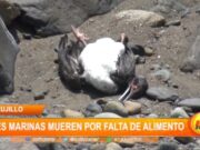 Trujillo: aves marinas mueren por falta de alimento