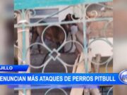 Ataques de Perros Pitbull Preocupan a Residentes en Alto Moche