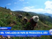 Cajamarca Produce 350 Mil Toneladas de Papa Anualmente, Beneficiando a 40 Mil Familias