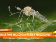 Dengue Amenaza a Chilete y Zonas Vecinas en Cajamarca