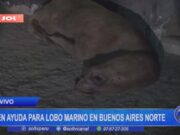 Trujillo: piden ayuda para lobo marino en Buenos Aires Norte