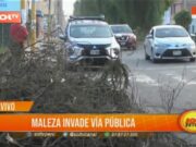 Maleza Invasiva Causa Descontento entre Vecinos de Trujillo