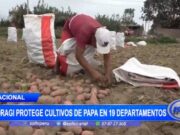 Acciones Fitosanitarias Protegen Cultivos de Papa en 19 Departamentos Peruanos