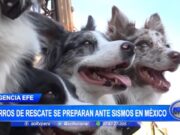 Perros de Rescate Preparados para Terremotos en México: Héroes Silenciosos