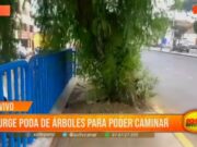 Trujillo: ciudadanos piden con urgencia poda de árboles en Av. Nicolás de Piérola para poder caminar