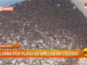 Chiclayo: alarma por plaga de grillos en colegio