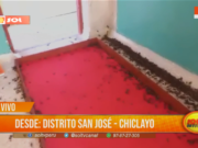 Chiclayo: invasión de grillos en colegio San Pedro causa alarma